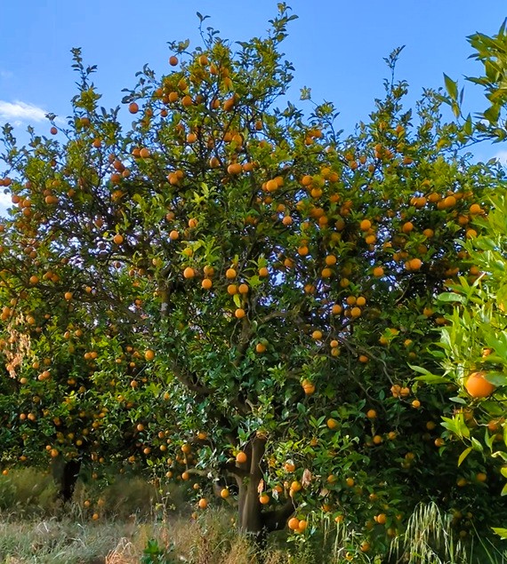Orange trees 2